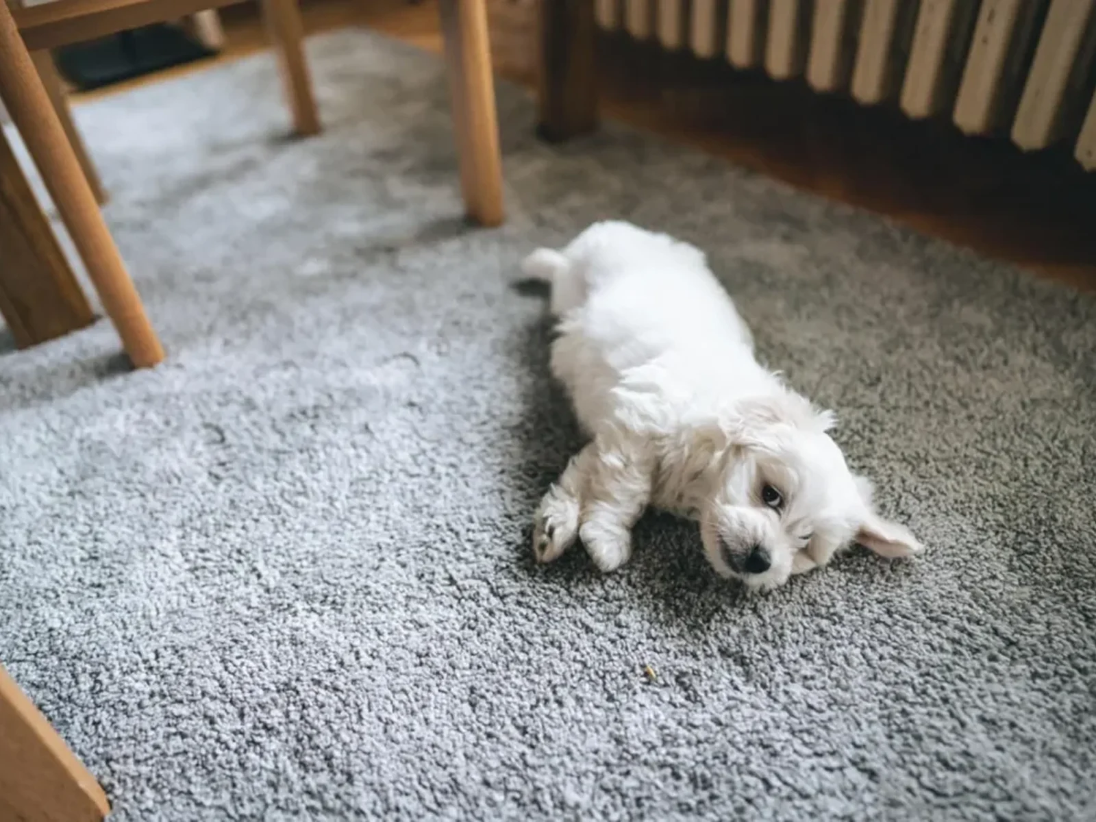 Pet Odor Removal Image Pet Odor Removal Image